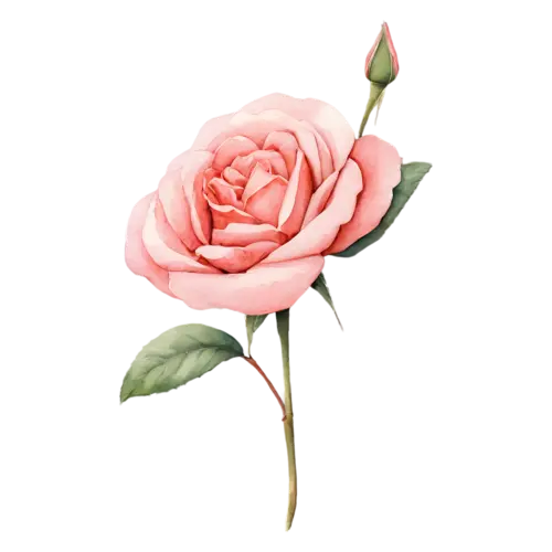 Garden Rose blush-pink bloom in full cupped flower, full, watercolor painting, transparent background