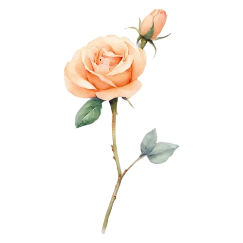 Garden Rose peach bloom with a green leaf, full, watercolor painting, transparent background