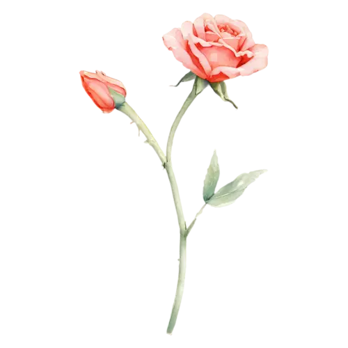 Garden Rose single bud on a short stem, full, watercolor painting, transparent background