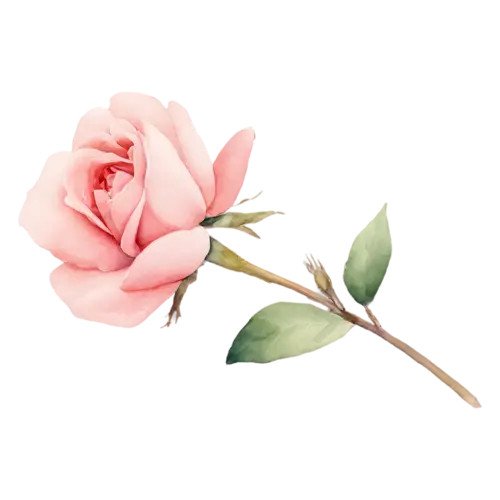 Garden Rose deep red bloom opening from the center, full, watercolor painting, transparent background