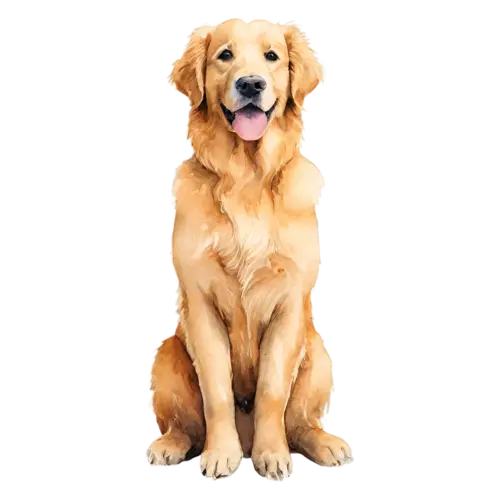Golden Retriever sitting facing forward with a happy expression, a luxurious golden coat, watercolor painting, transparent background