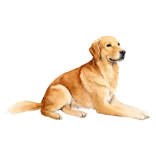 Golden Retriever sitting with head tilted, a luxurious golden coat, watercolor painting, transparent background
