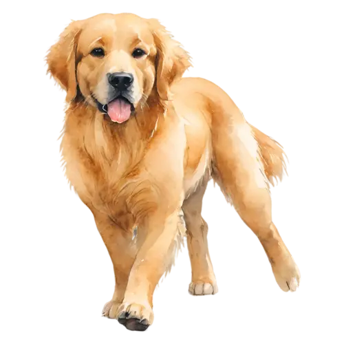 Golden Retriever a fluffy puppy sitting, a luxurious golden coat, watercolor painting, transparent background