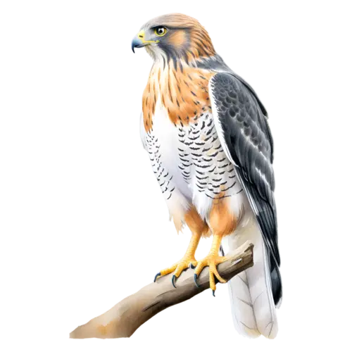 Hawk perched on a bare branch, barred chestnut shoulders, sharp-eyed raptors with hooked beaks, watercolor painting, transparent background