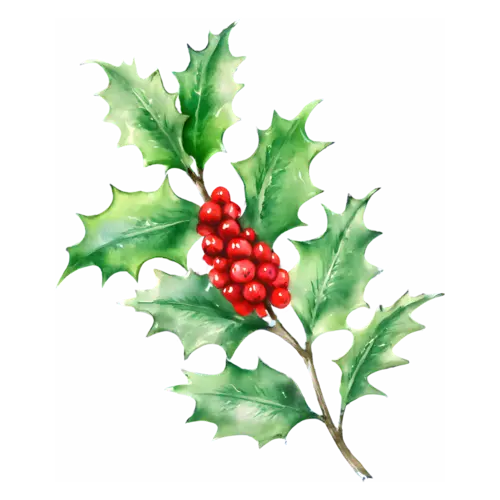 Holly with glossy spiky leaves and a cluster of red berries, glossy spiked leaves with clustered berries, watercolor painting, transparent background