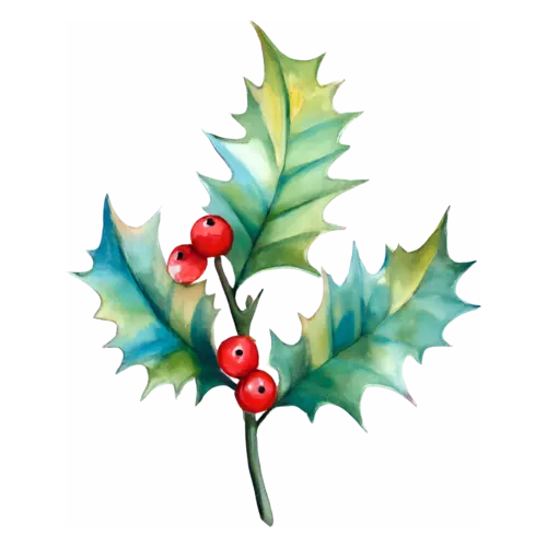 Holly with three leaves and bright red berries, glossy spiked leaves with clustered berries, watercolor painting, transparent background