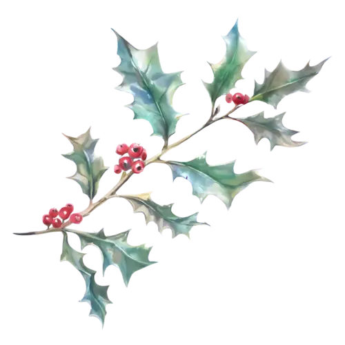 Holly long and branching with several leaves and berry clusters, glossy spiked leaves with clustered berries, watercolor painting, transparent background