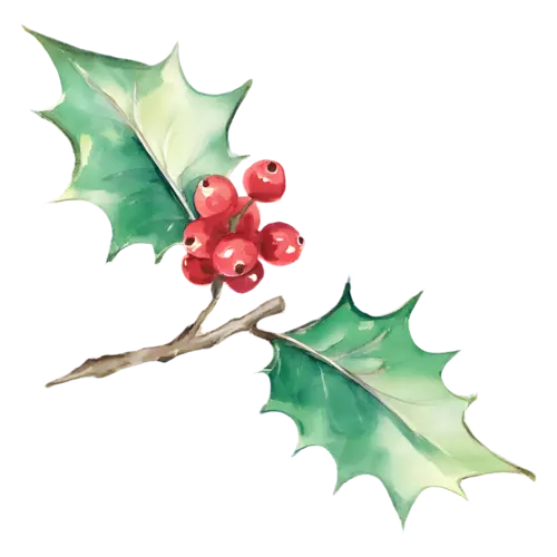 Holly with two leaves and a red berry cluster on a twig, glossy spiked leaves with clustered berries, watercolor painting, transparent background