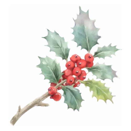 Holly with a dense cluster of red berries on a woody twig, glossy spiked leaves with clustered berries, watercolor painting, transparent background