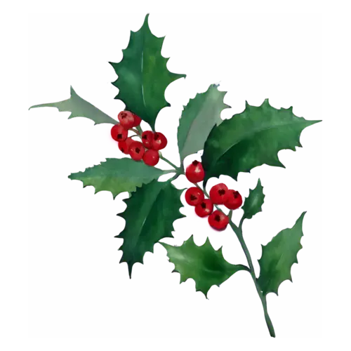 Holly with dark green leaves and two clusters of red berries, glossy spiked leaves with clustered berries, watercolor painting, transparent background