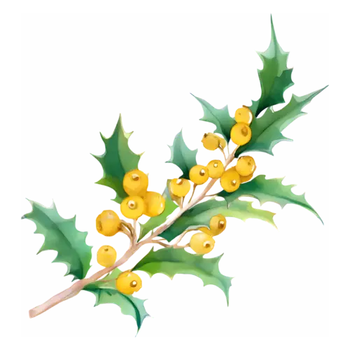 Holly with golden-yellow berries and green leaves, glossy spiked leaves with clustered berries, watercolor painting, transparent background