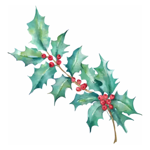 Holly curved gracefully with leaves and berries, glossy spiked leaves with clustered berries, watercolor painting, transparent background
