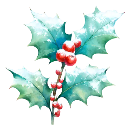 Holly with a light dusting of snow on the leaves and berries, glossy spiked leaves with clustered berries, watercolor painting, transparent background