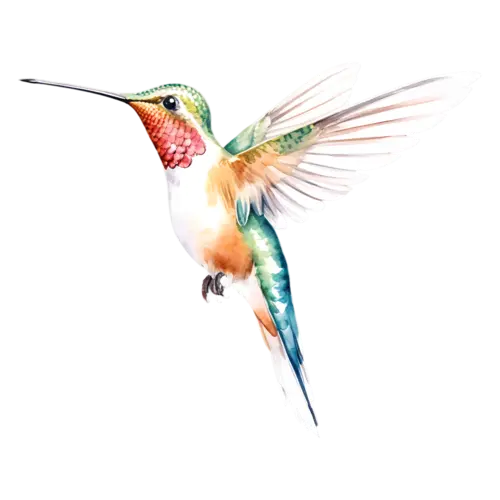 Hummingbird hovering with its long bill extended forward, tiny iridescent hummingbirds with long slender bills and shimmering green, watercolor painting, transparent background
