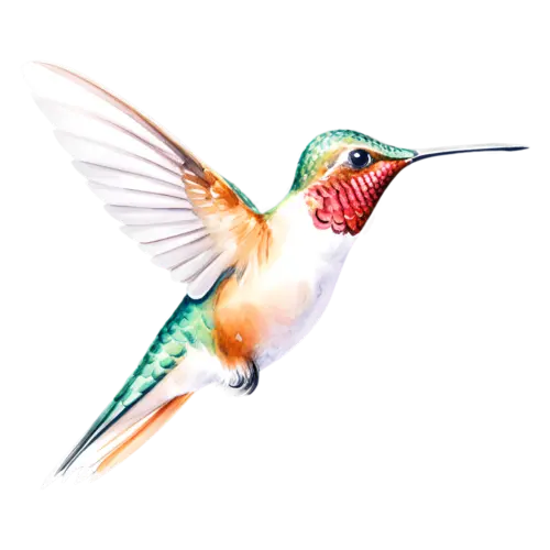 Hummingbird teal and violet hummingbird hovering, tiny iridescent hummingbirds with long slender bills and shimmering green, watercolor painting, transparent background