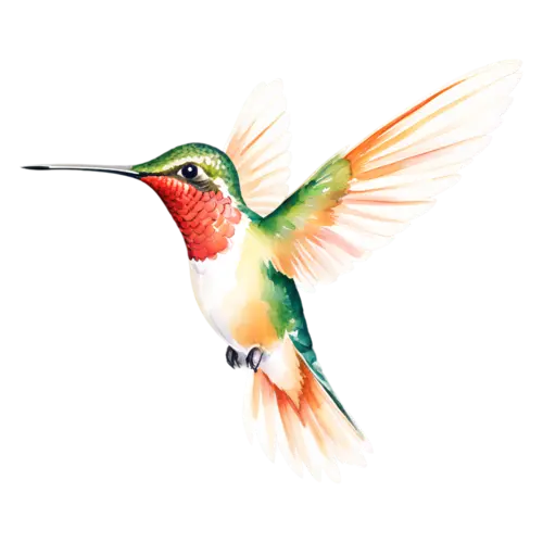 Hummingbird in flight viewed from below, wings softly blurred, tiny iridescent hummingbirds with long slender bills and shimmering green, watercolor painting, transparent background