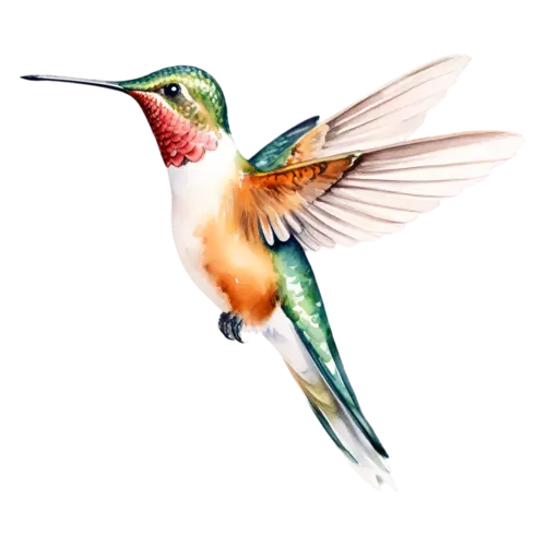 Hummingbird hovering in three-quarter view, tiny iridescent hummingbirds with long slender bills and shimmering green, watercolor painting, transparent background