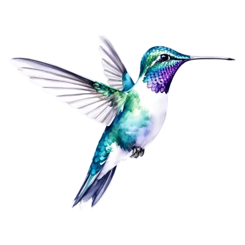 Hummingbird ruby-throated male hovering, bright red throat, tiny iridescent hummingbirds with long slender bills and shimmering green, watercolor painting, transparent background
