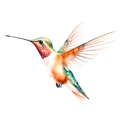 Hummingbird descending with bill angled downward, tiny iridescent hummingbirds with long slender bills and shimmering green, watercolor painting, transparent background