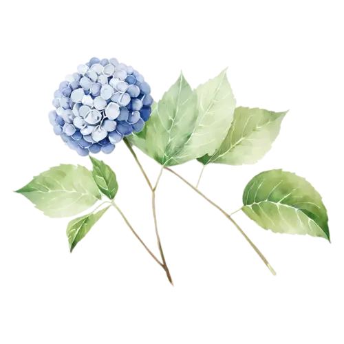 Hydrangea watercolor clipart