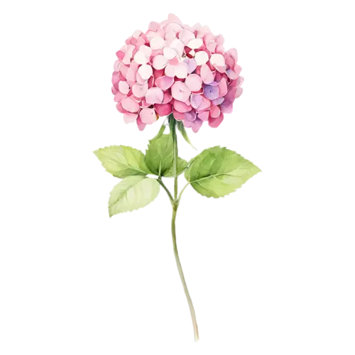 Hydrangea soft pink bloom in full flower, full rounded mophead clusters of tiny four-petaled florets in blue, watercolor painting, transparent background