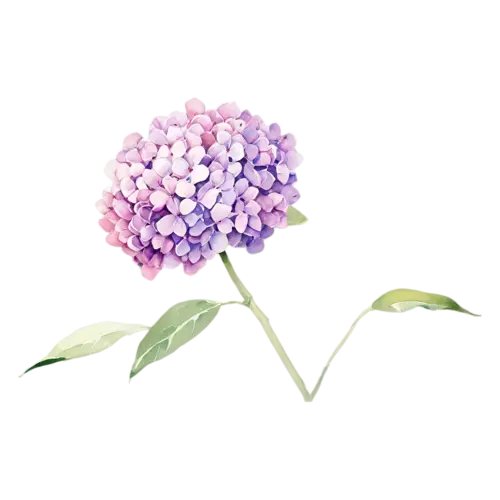 Hydrangea lavender-purple cluster of florets, full rounded mophead clusters of tiny four-petaled florets in blue, watercolor painting, transparent background