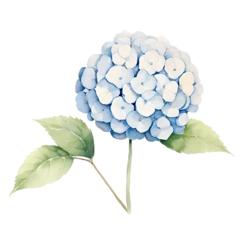 Hydrangea pale blue bloom with a few leaves, full rounded mophead clusters of tiny four-petaled florets in blue, watercolor painting, transparent background
