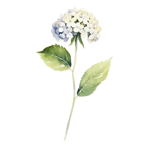 Hydrangea white bloom viewed from the side, full rounded mophead clusters of tiny four-petaled florets in blue, watercolor painting, transparent background