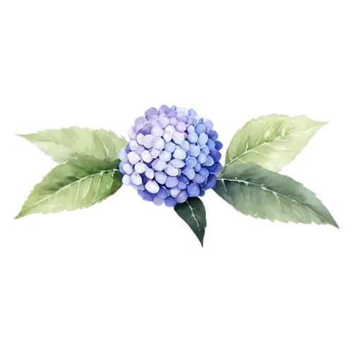 Hydrangea two-tone blue and violet cluster, full rounded mophead clusters of tiny four-petaled florets in blue, watercolor painting, transparent background