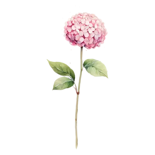 Hydrangea blush-pink rounded bloom, full rounded mophead clusters of tiny four-petaled florets in blue, watercolor painting, transparent background