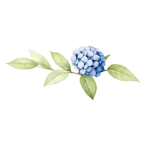 Hydrangea periwinkle-blue mophead with broad leaves, full rounded mophead clusters of tiny four-petaled florets in blue, watercolor painting, transparent background