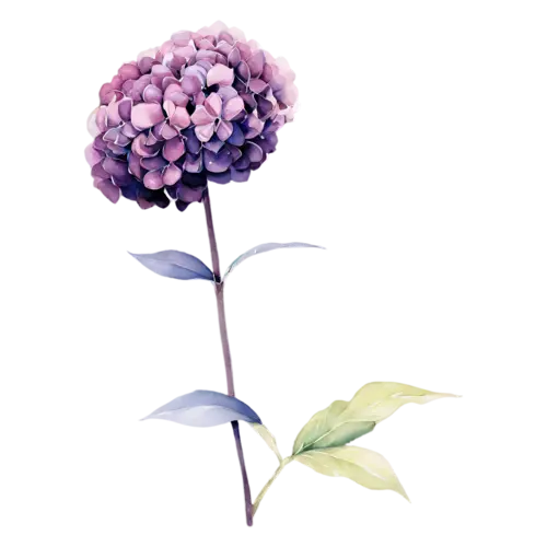 Hydrangea deep purple cluster opening from the center, full rounded mophead clusters of tiny four-petaled florets in blue, watercolor painting, transparent background