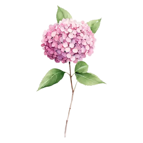 Hydrangea mauve-pink bloom with green foliage, full rounded mophead clusters of tiny four-petaled florets in blue, watercolor painting, transparent background