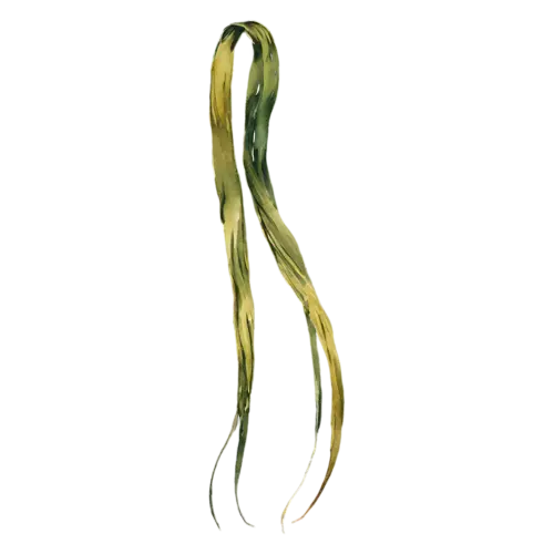 Kelp with long flat ribbon-like blades flowing upward, long smooth flat ribbon-like blades in olive green and amber-brown, watercolor painting, transparent background