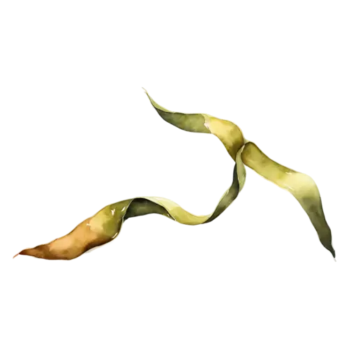 Kelp as a tall strand of broad wavy seaweed straps, long smooth flat ribbon-like blades in olive green and amber-brown, watercolor painting, transparent background
