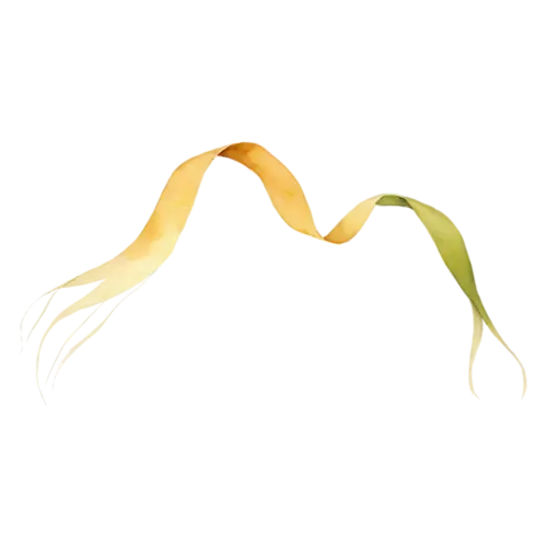 Kelp as a single curving stalk lined with round floats, long smooth flat ribbon-like blades in olive green and amber-brown, watercolor painting, transparent background