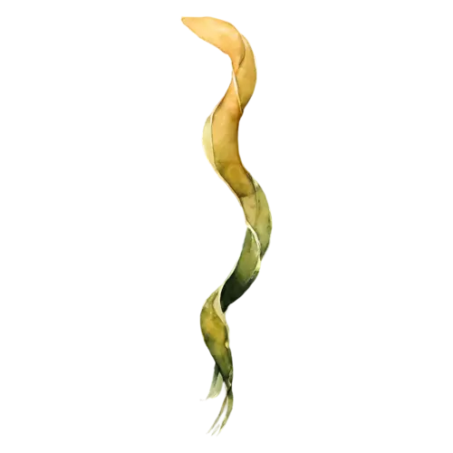 Kelp with straps gently swaying to one side, long smooth flat ribbon-like blades in olive green and amber-brown, watercolor painting, transparent background