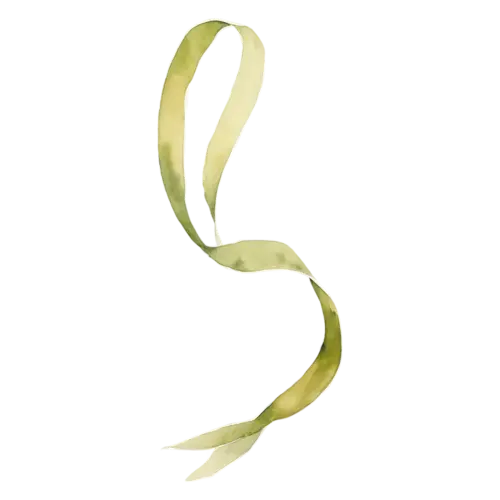 Kelp as a lush full ribbon of giant kelp, long smooth flat ribbon-like blades in olive green and amber-brown, watercolor painting, transparent background