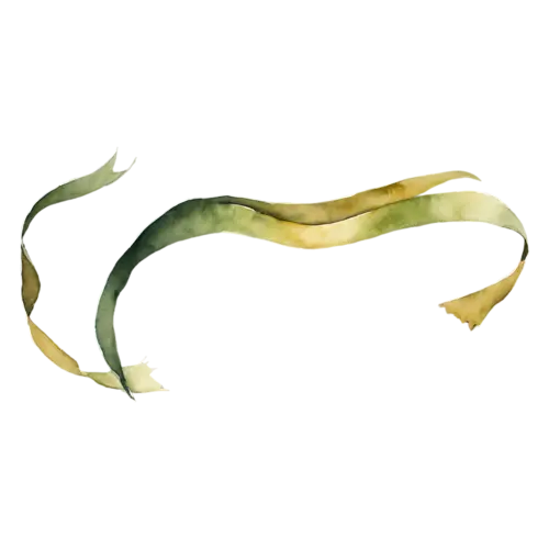 Kelp as a stalk with rows of round air-bladder floats, long smooth flat ribbon-like blades in olive green and amber-brown, watercolor painting, transparent background