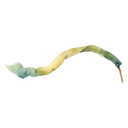 Kelp with broad flat straps fanning outward, long smooth flat ribbon-like blades in olive green and amber-brown, watercolor painting, transparent background
