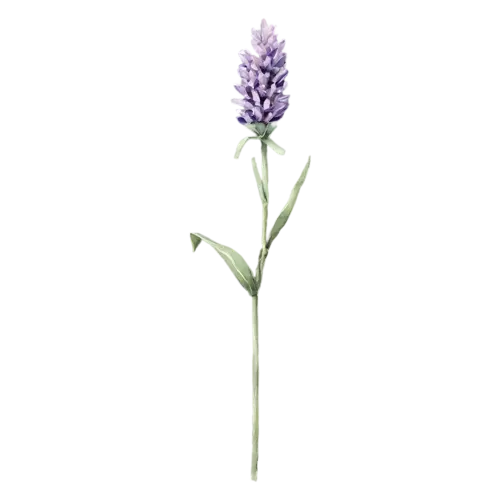 Lavender watercolor clipart
