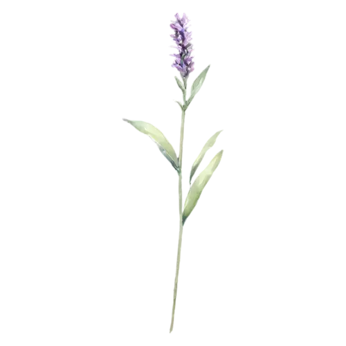 Lavender with a tall slender spike of tiny flowers, slender stems topped with spikes of tiny purple flowers and silvery leaves, watercolor painting, transparent background