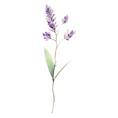 Lavender gently curving stem topped with blooms, slender stems topped with spikes of tiny purple flowers and silvery leaves, watercolor painting, transparent background
