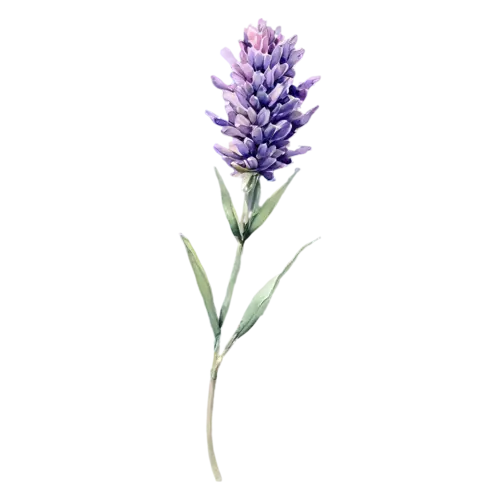 Lavender with a deep violet flower spike, slender stems topped with spikes of tiny purple flowers and silvery leaves, watercolor painting, transparent background