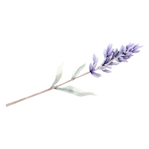 Lavender with a soft lilac spike and silvery leaves, slender stems topped with spikes of tiny purple flowers and silvery leaves, watercolor painting, transparent background