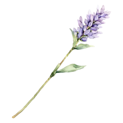 Lavender with a slender stem and narrow leaves, slender stems topped with spikes of tiny purple flowers and silvery leaves, watercolor painting, transparent background