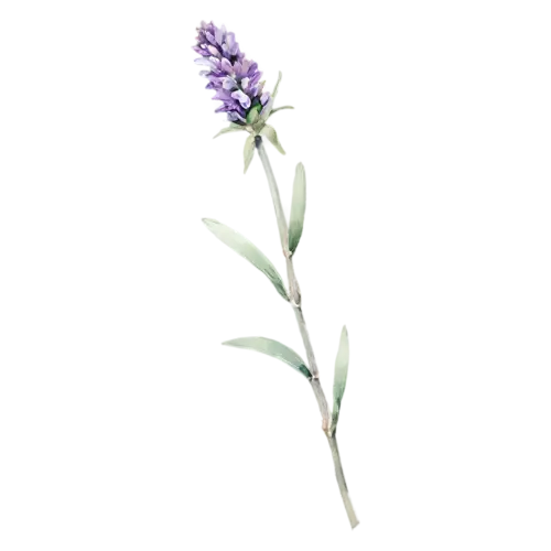 Lavender with a full dense flower spike, slender stems topped with spikes of tiny purple flowers and silvery leaves, watercolor painting, transparent background