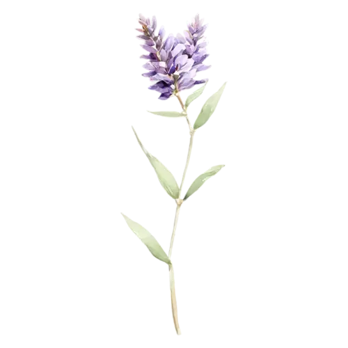Lavender with a pale purple spike just opening, slender stems topped with spikes of tiny purple flowers and silvery leaves, watercolor painting, transparent background