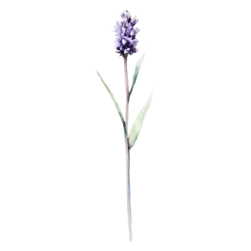 Lavender arching stem with a long flower spike, slender stems topped with spikes of tiny purple flowers and silvery leaves, watercolor painting, transparent background