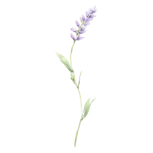 Lavender with a short spike and fine foliage, slender stems topped with spikes of tiny purple flowers and silvery leaves, watercolor painting, transparent background
